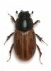 Melinopterus sphacelatus