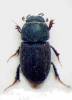 Trichonotulus scrofa