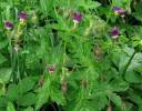 Geranium reflexum - kakost sehnutý