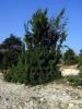 Carpinus orientalis - habr východní
