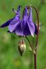 Aquilegia vulgaris - orlíček obecný