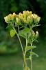 Inula conyzae - oman hnidák