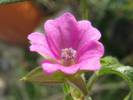 Geranium dissectum - kakost dlanitosečný