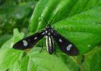 Leucotmemis nexa