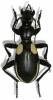 Termophilum omoplatum