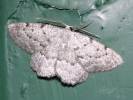 Elophos dilucidaria - šerokřídlec květelový