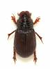 Psammodius asper