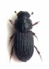 Oxyomus sylvestris