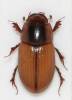Acanthobodilus immundus