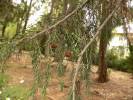 Juniperus cedrus
