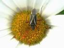 Hadrodemus m-flavum