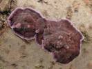 Chondrostereum purpureum - Silverleaf Fungus