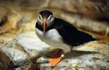 Fratercula arctica - Atlantic Puffin