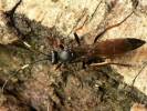 Stenichneumon culpator