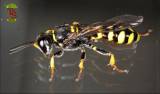 Crossocerus binotatus