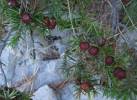 Juniperus deltoides