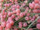 Ephedra distachya - chvojník dvouklasý