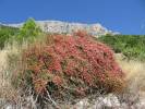Ephedra distachya - chvojník dvouklasý