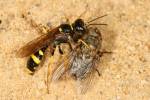 Mellinus arvensis