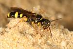 Mellinus arvensis