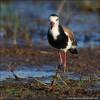Vanellus crassirostris - Long-toed Lapwing