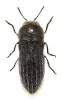 Acmaeoderella coarctata coarctata