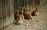 Rucervus eldii thamin - Burmese Brow-antlered Deer