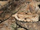 Agonopterix arenella - Brindled Flat-body