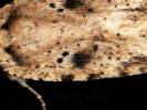 Agonopterix arenella - Brindled Flat-body