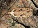 Agonopterix arenella - Brindled Flat-body