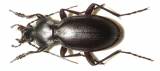 Carabus saulcyi