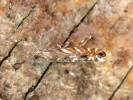 Phyllonorycter robiniella - klíněnka akátová