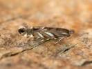 Phyllonorycter robiniella - klíněnka akátová