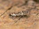 Phyllonorycter robiniella - klíněnka akátová