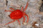 Trombidium holosericeum - sametka rudá
