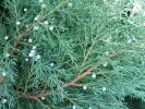 Juniperus sabina