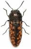 Acmaeodera lugubris