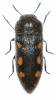 Acmaeodera bipunctata