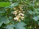 Acer pseudoplatanus - javor klen
