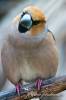 Coccothraustes coccothraustes coccothraustes - dlask tlustozobý evropský