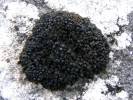 Collema polycarpon - Jelly Lichen
