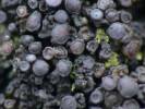 Collema polycarpon - Jelly Lichen