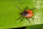 Ixodes ricinus - klíště obecné