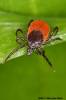 Ixodes ricinus - klíště obecné