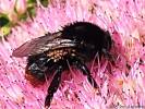 Parasitellus fucorum - savenka čmeláková