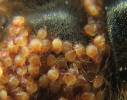 Parasitellus fucorum - savenka čmeláková