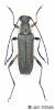 Grammoptera abdominalis