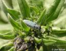 Phytoecia caerulescens caerulescens