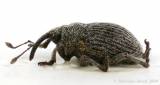 Ceutorhynchus constrictus - Univoltine Weevil