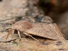 Orthosia cerasi - jarnice lipová